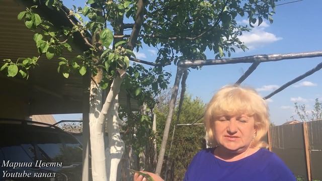 Яблоня. Обработка от вредителей. Плодожорка !!! смотреть онлайн