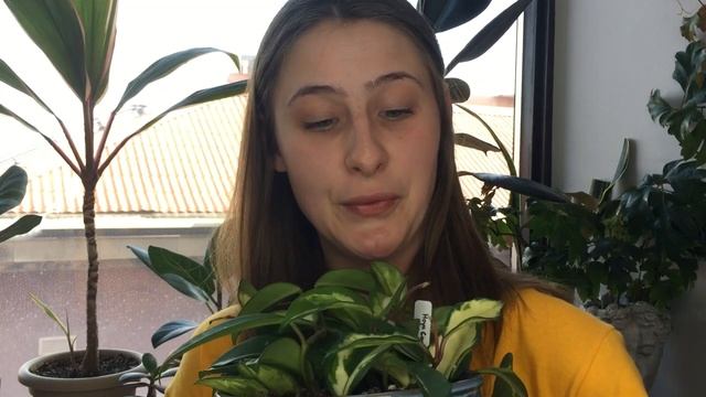 FOLIAGE FRIDAY | How I Care for Hoya carnosa Tricolor [Krimson Princess & Queen] смотреть онлайн