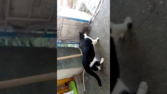 Ко мне в гости пришёл лесной зверь смотреть онлайн