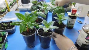 Лучшее калийное удобрение для рассады цветов ! Подкормка бальзамин петуния астра лобелия вербена де