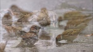 Наблюдаем за воробьями