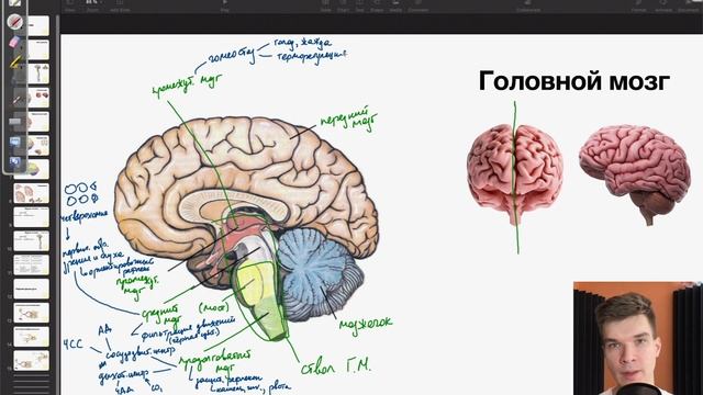 6.34. Отделы головного мозга | Анатомия к ЕГЭ | Георгий Мишуровский