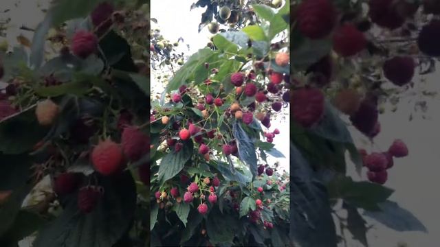 The best harvest of raspberries. Eco Bio. it bears fruit until November.