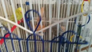 Попугай выбрасывает мелок с кормушки