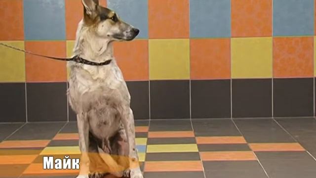 Майк смотреть онлайн