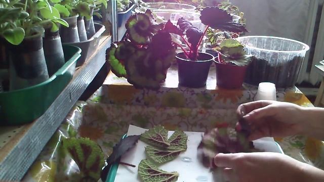 Декоративно-лиственная бегония размножение листом и его фрагментом смотреть онлайн