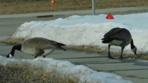 Звуки птиц для детей / Звуки Гусей / Как гогочут гуси/ Разговоры гусей