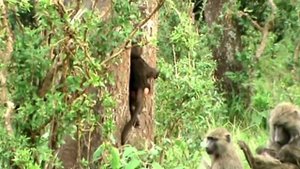 Babuini. Заповедник Масаи Мара в Кении. Обезьяны с детенышами.