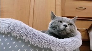 Рассказ для детей от СЕРОГО КОТЭ. Сказка про пряник