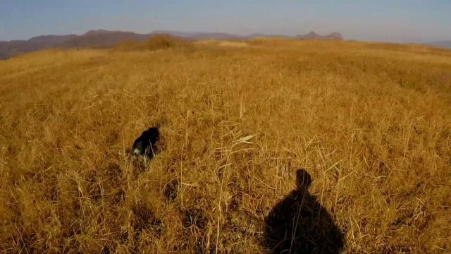 ОБУЧЕНИЕ ОХОТЕ И НАТАСКА ЩЕНКА РУССКОГО СПАНИЕЛЯ. Охота на фазана с собакой.