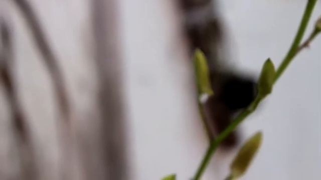 Canon EOS 650D + Kit Lens HD Video смотреть онлайн