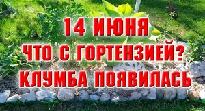 14 июня. Что делать с гортензией Откопала клумбу