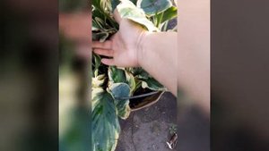 Делю и пересаживаю Хосты/Осень лучшее время для пересадки Хосты.