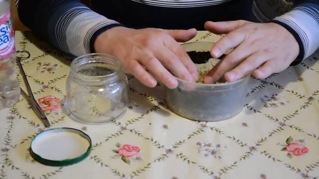 Пересадка сельдерея проросшего в стеклянной банке | Выращивание сельдерея в кипятке