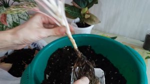 Привожу аглаонемы в порядок // пересадка