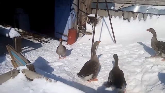 Гуси крупные серые, содержание породистых гусей смотреть онлайн