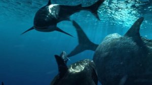 Megalodon The Revenge