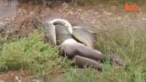 Питон против крокодила