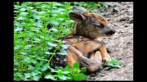 Кабарга часть  4