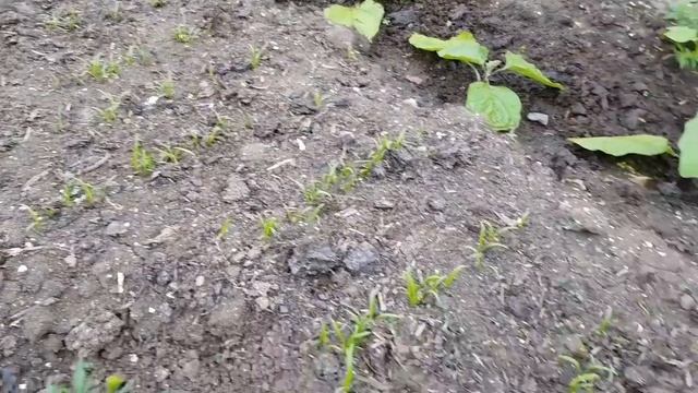 Ейск?Ремонт летней кухни. Маша и топор. Подарок для огорода. Растишки. Цыплята.