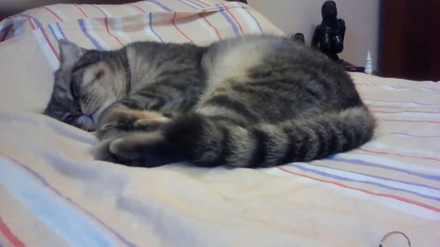 Что со мной? Мой кот танцует во сне смотреть онлайн