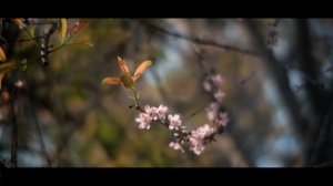 Fujian CCTV Lens 50mm F 1.4 - Video With Fujifilm X-T10 Make Cinematic Tone