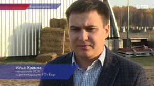 Лимузинская порода коров на борской земле