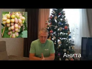 Какие сорта винограда выкорчевал, а что посадил в 2023 году.