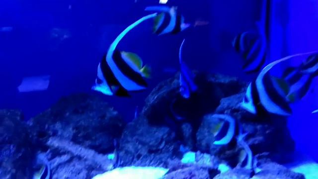 КИЕВСКИЙ ОКЕАНАРИУМ/СЕМЕЙНЫЙ ОТДЫХ/ПОЛУЧИЛИ ОГРОМНОЕ УДОВОЛЬСТВИЕ ОТ ПОХОДА смотреть онлайн