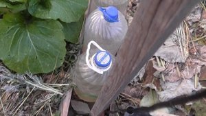 Крупные кочаны пекинской капусты на среднем Урале