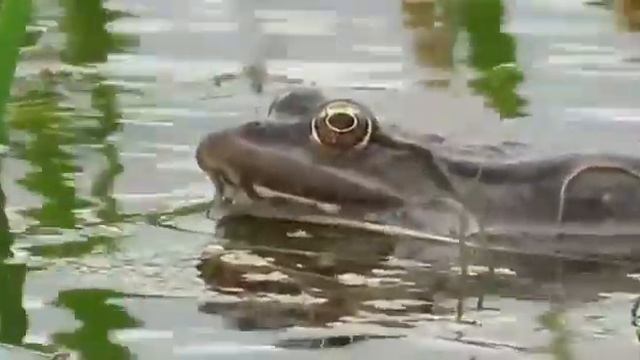 ТРОЛЛИНГ ЗВОНИЛОК/банки/коллекторы/мфо/ смотреть онлайн