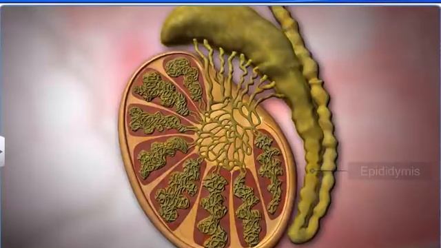 CBSE Class 12 Biology, Human Reproduction – 1, Male Reproductive System