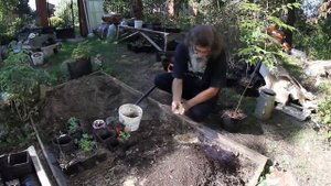 Курс: Бархат Амурский, часть 5.