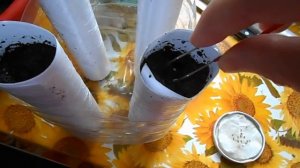 Морковь на  рассаду. Для раннего урожая.