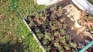 Работа с саженцами. Осенняя перевалка спиреи. Красота сентября.