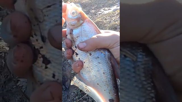 рыбалка река Волхов Синец огромный , fishing Volkhov river Sinets huge #fishing #поплавок #синец