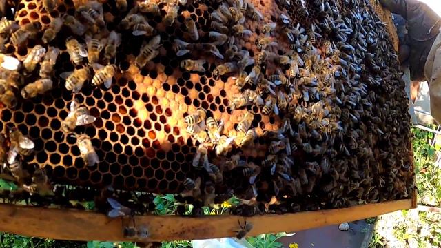 Как сделать ОТВОДОК пчел с корпусного улья смотреть онлайн