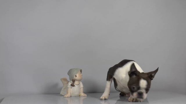 Щенки бостон терьера Авеста Вива 10012018 смотреть онлайн