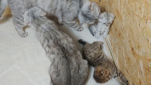 Шотландский кот папа соскучился за кошкой и котятами ❤️ Кот хочет жить всегда с котятами смотреть онлайн