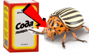 Сделай Это И КОЛОРАДСКИЙ ЖУК Уничтожит Себя Сам  Забудьте О Колорадском Жуке Навсегда