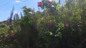 Отдых у моря- внизу от санатория Амурский залив Владивостока