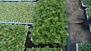 Лучшие цветы - рассада, для выращивания на 8 марта