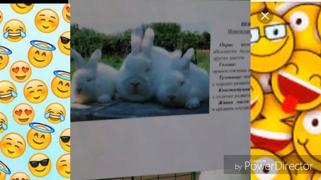 VLOG:Каких блогеров я смотрю📷? Иду на выставку животных в Краеведческий музей🐇🐵🐦🐒Папино хобби🐟 смотреть онлайн