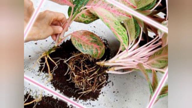 All About Aglaonema