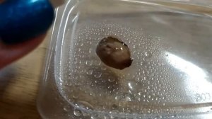 Выращивание экзота из косточки в домашних условиях:*Рамбутана*( Личи)