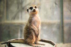 Дерзкий и Кусающийся Сурикат ??