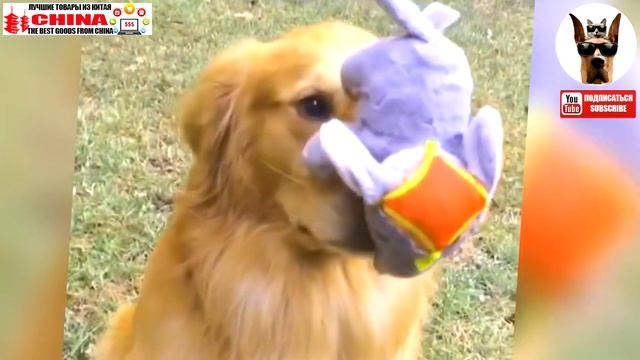 Лучшие короткие моменты с животными в хорошем качестве смотреть онлайн