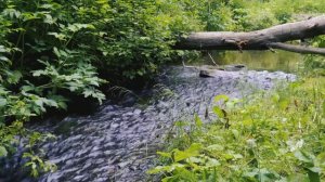 Ney Sesi, Akarsu Sesi, Su Sesi,Kuş Sesi,Doğa Sesi,Şifalı Sesler,Terapi, Meditasyon,Rahatlatıcı Müzi