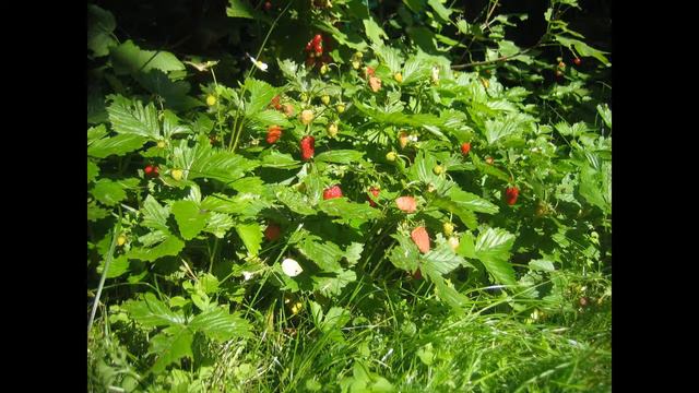 Притча - Перестали склоняться низко смотреть онлайн