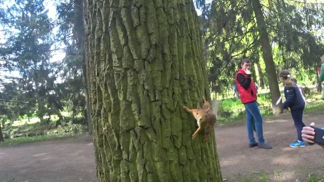 Белочки в дикой природе